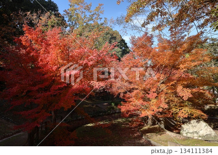 福岡県筑紫野市の天拝山歴史自然公園の紅葉 福岡県筑紫野市の天拝山歴史自然公園の紅葉 134111384