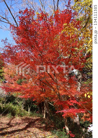 福岡県筑紫野市の天拝山歴史自然公園の紅葉 134111385