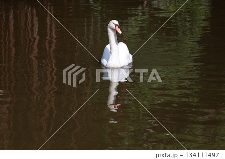 Close up White swan is cute in river 134111497