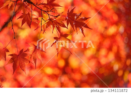 紅葉色に光る秋 紅葉色に光る秋 134111872