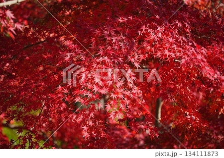 深紅に染まるモミジ 134111873