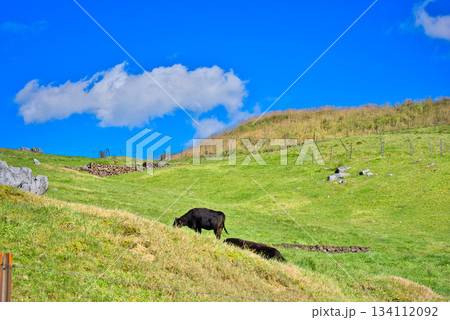 四国カルストの乳牛 134112092