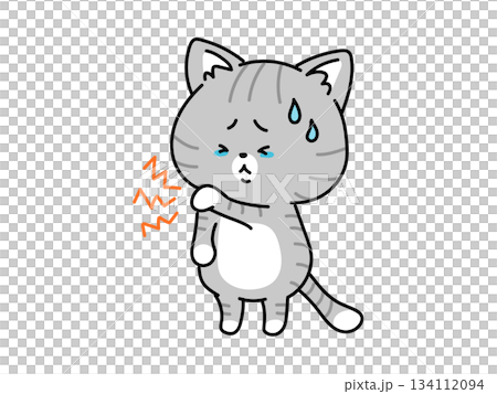 Cats suffering from stiff shoulders and neck 134112094