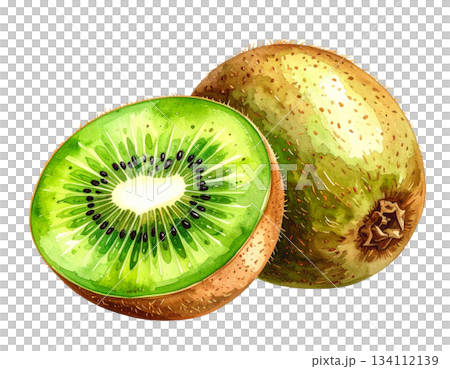 フレッシュなキウイフルーツの水彩イラスト 134112139