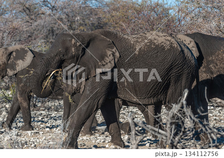 Closeup of an African Elephant Passing By 134112756