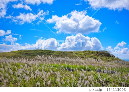 四国カルストのすすき 四国カルストのすすき 134113098