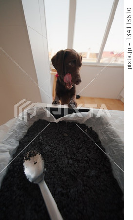 A Curious Dog is Enthusiastically Watching Black Ingredients User is Mixing in a Bowl 134113610