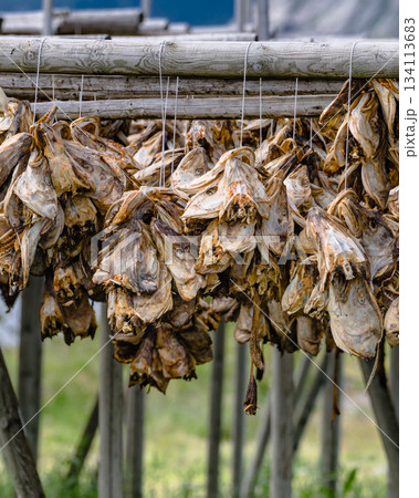 Cod stockfish drying on racks, Lofoten islands Norway 134113683
