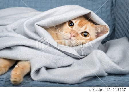 The cat is wrapped in a gray blanket 134113967