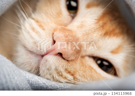 The cat is wrapped in a gray blanket 134113968