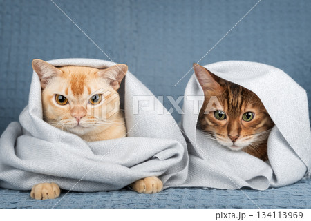 Two cats under a blanket 134113969