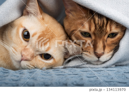 Two cats under a blanket, close-up 134113970