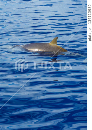 Common Bottllenose Dolphin, Madeira, Portugal 134113980