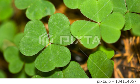 Wild Clovers, Sierra de Guadarrama National Park, Spain Wild Clovers, Sierra de Guadarrama National Park, Spain 134114057