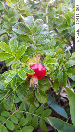 Close-up of a ripe, glossy rosehip berry nestled among green leaves that partially conceal a small snail beneath Close-up of a ripe, glossy rosehip berry nestled among green leaves that partially conceal a small snail beneath 134114068