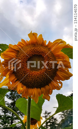 Close-up of a vibrant yellow sunflower head filling the frame against a dramatic backdrop of a cloudy, overcast sky. 134114070