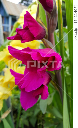 Extreme close-up of a stunning, vibrant magenta gladiolus flower in full bloom. 134114074