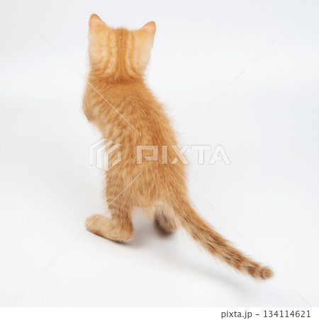 Standing kitty on rear paws Standing kitty on rear paws 134114621