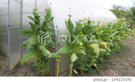 Tall tobacco bushes with cut lower leaves and tops in pink bloom against the background of a polycarbonate greenhouse, garden cultivation of tobacco plants during the flowering period Tall tobacco bushes with cut lower leaves and tops in pink bloom against the background of a polycarbonate greenhouse, garden cultivation of tobacco plants during the flowering period 134115143