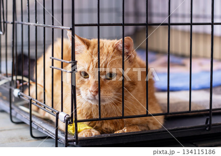 Calm ginger feline in shelter enclosure, Silent ginger cat awaits new home quietly in shelter 134115186