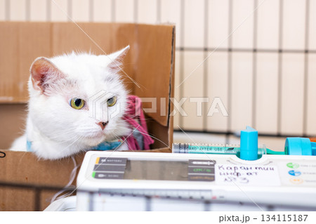 Calm feline receiving fluids, Tranquil feline in care near treatment device and shelter 134115187