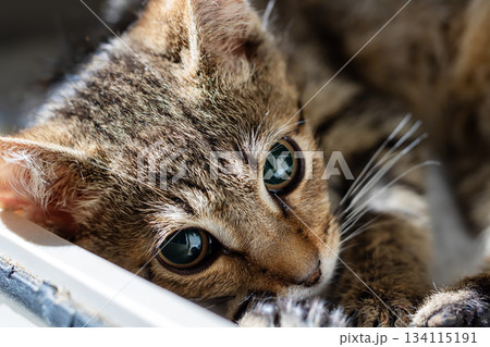 Adorable kitten in cozy enclosure, Worn cardboard box shelters alert and gentle young feline Adorable kitten in cozy enclosure, Worn cardboard box shelters alert and gentle young feline 134115191