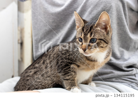 Loving cat gently watches playful kitten, Nurturing cat cares for curious kitten by window 134115195