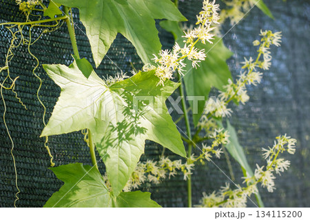 Vibrant vines with blooming tendrils, Lush greenery entwined with radiant blossoms Vibrant vines with blooming tendrils, Lush greenery entwined with radiant blossoms 134115200