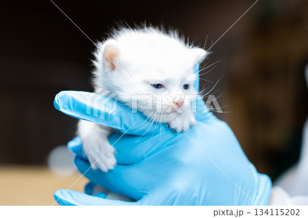 Tiny kitten examination, Careful medical check of delicate white kitten in sterile setting Tiny kitten examination, Careful medical check of delicate white kitten in sterile setting 134115202