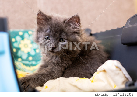 Energetic little kitten reaches paws toward computer screen amid vibrant pillow background Energetic little kitten reaches paws toward computer screen amid vibrant pillow background 134115203