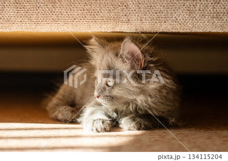 Adventurous tiny feline with silky coat exploring beneath furniture in peaceful indoor setting 134115204