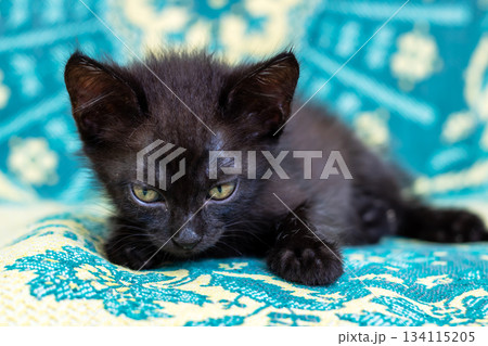 Charming miniature black kitten with bright eyes sitting calmly on lively fabric inside 134115205