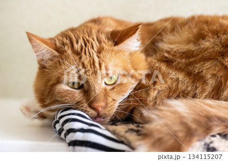 Peaceful orange coated feline reclining on patterned pillow amidst warm home surroundings Peaceful orange coated feline reclining on patterned pillow amidst warm home surroundings 134115207