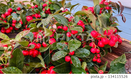 Vibrant red winter berries and lush green leaves covered in fresh raindrops, closeup view for holiday decor Vibrant red winter berries and lush green leaves covered in fresh raindrops, closeup view for holiday decor 134115526