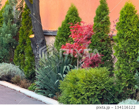 Garden composition with red maple among evergreen shrubs near house wall. Natural contrast, landscape planting, seasonal color harmony and decorative greenery design. Garden composition with red maple among evergreen shrubs near house wall. Natural contrast, landscape planting, seasonal color harmony and decorative greenery design. 134116122