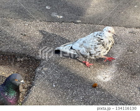 Pigeons walking on asphalt surface searching for food. Urban wildlife, daily survival behavior, nature adaptation and coexistence within city environment. 134116130