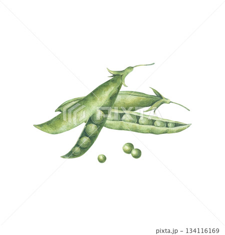 Composition with pods and seeds of green peas. Watercolor illustration hand drawn and isolated on a white background. Perfect for design packing of food, poster, postcard, other polygraph, tableware. 134116169