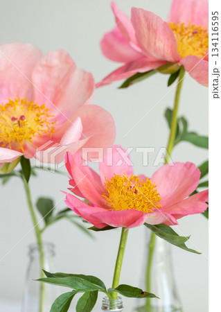 Three pink royal peony flowers. Three pink royal peony flowers. 134116595