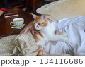 A small yellow-and-white cat rests peacefully on its owners lap, enjoying the warmth and comfort 134116686