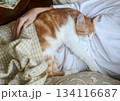 A lovely yellow-and-white cat sleeps peacefully on its owners lap, wrapped the warmth and comfort 134116687