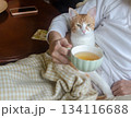 A small yellow-and-white kitten rests peacefully on its owners stomach, while she drinks tea 134116688