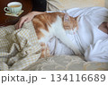A small yellow-and-white cat rests peacefully on its owners lap, enjoying the warmth and comfort 134116689