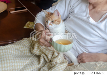 An adorable yellow-and-white cat resting peacefully on its owners lap, while she is drinking tea An adorable yellow-and-white cat resting peacefully on its owners lap, while she is drinking tea 134116692