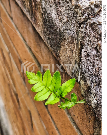 Small Branch Sprouting from Brick Wall Small Branch Sprouting from Brick Wall 134116979