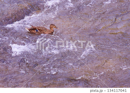 Female Mallard Duck Swimming in River 134117041