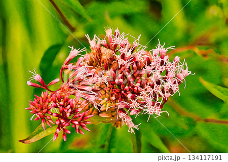 Red Water Hemp Plant 134117191