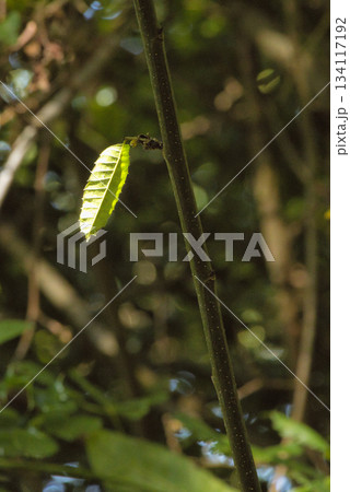 Single Green Leaf on Tree Branch 134117192