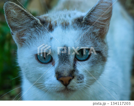 Close-Up of Blue Eyes of Cat Close-Up of Blue Eyes of Cat 134117203