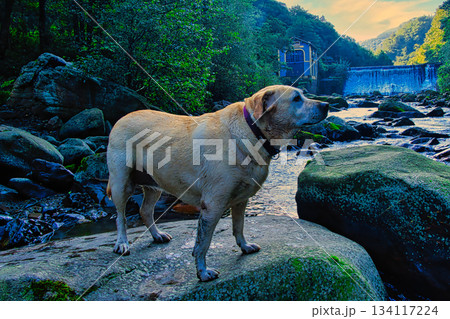 Labrador on River Rocks 134117224