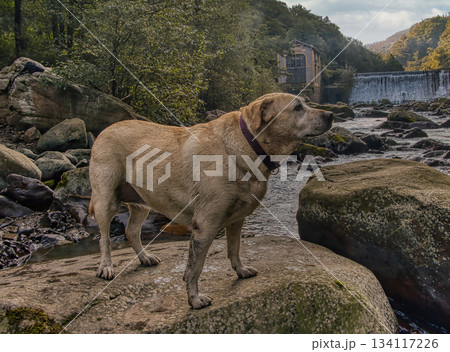 Labrador Dog on Rock in River Labrador Dog on Rock in River 134117226